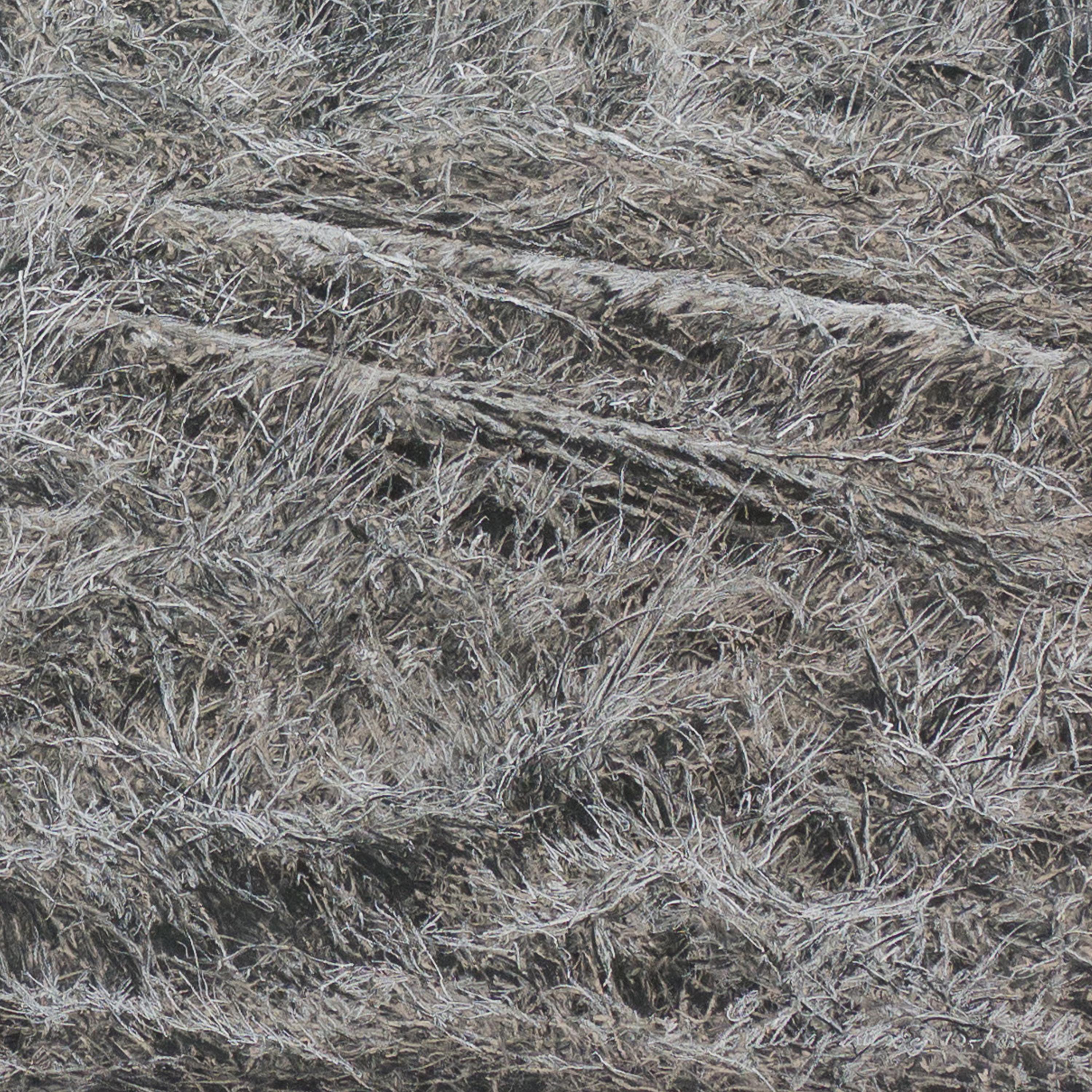 A Silver Birch - Art de Ellen Wagener