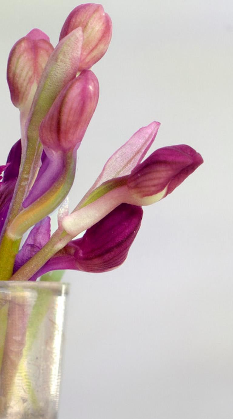 ''Orquideas'' Contemporary Still-Life - Photograph by Leticia Felgueroso