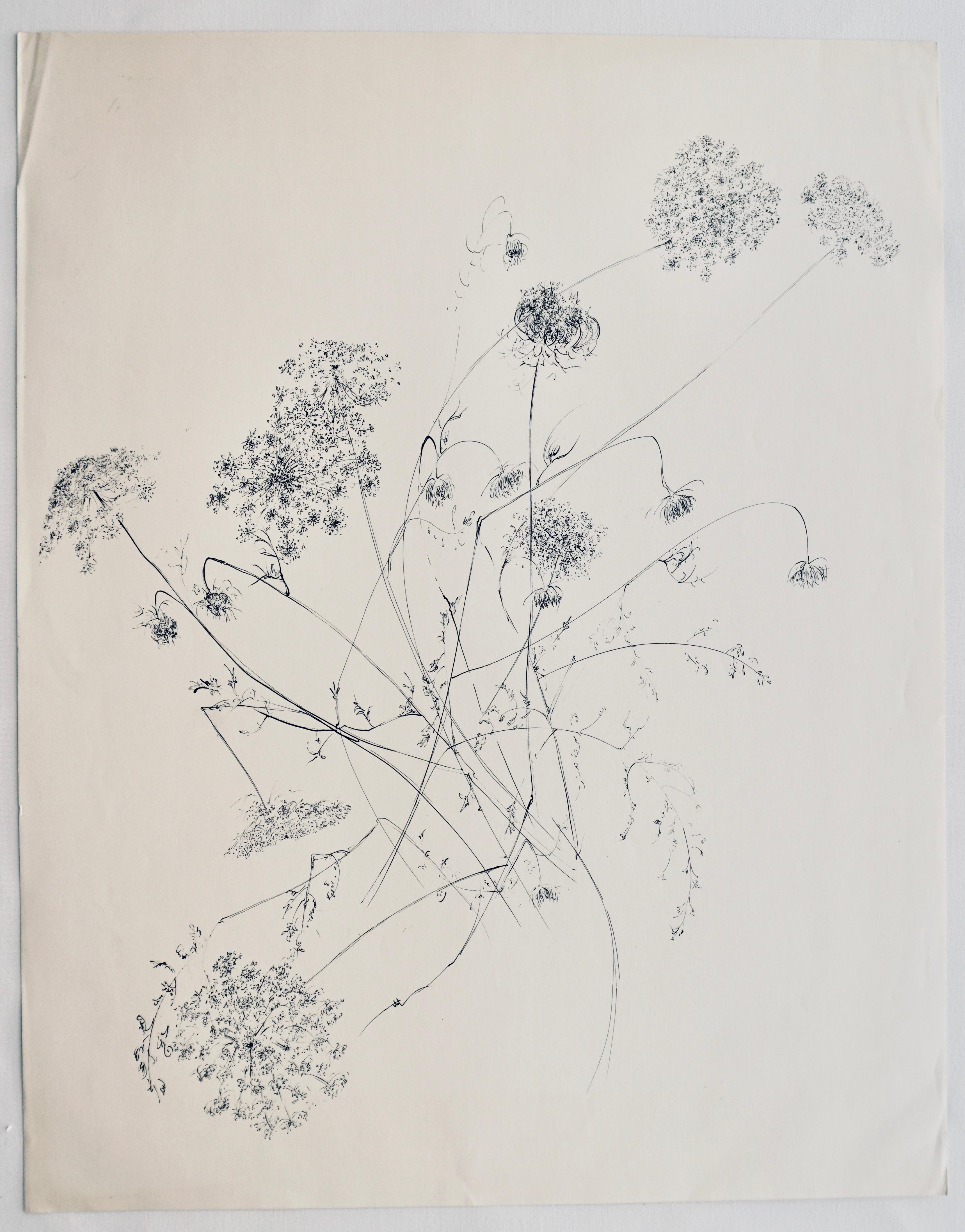 Peter Takal Still-Life - "Queen Anne's Lace" 1966, Ink on Paper