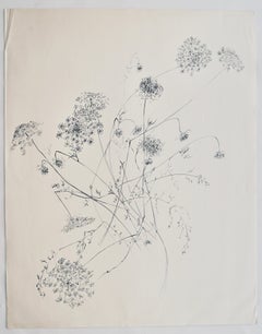 "Queen Anne's Lace" 1966, Ink on Paper