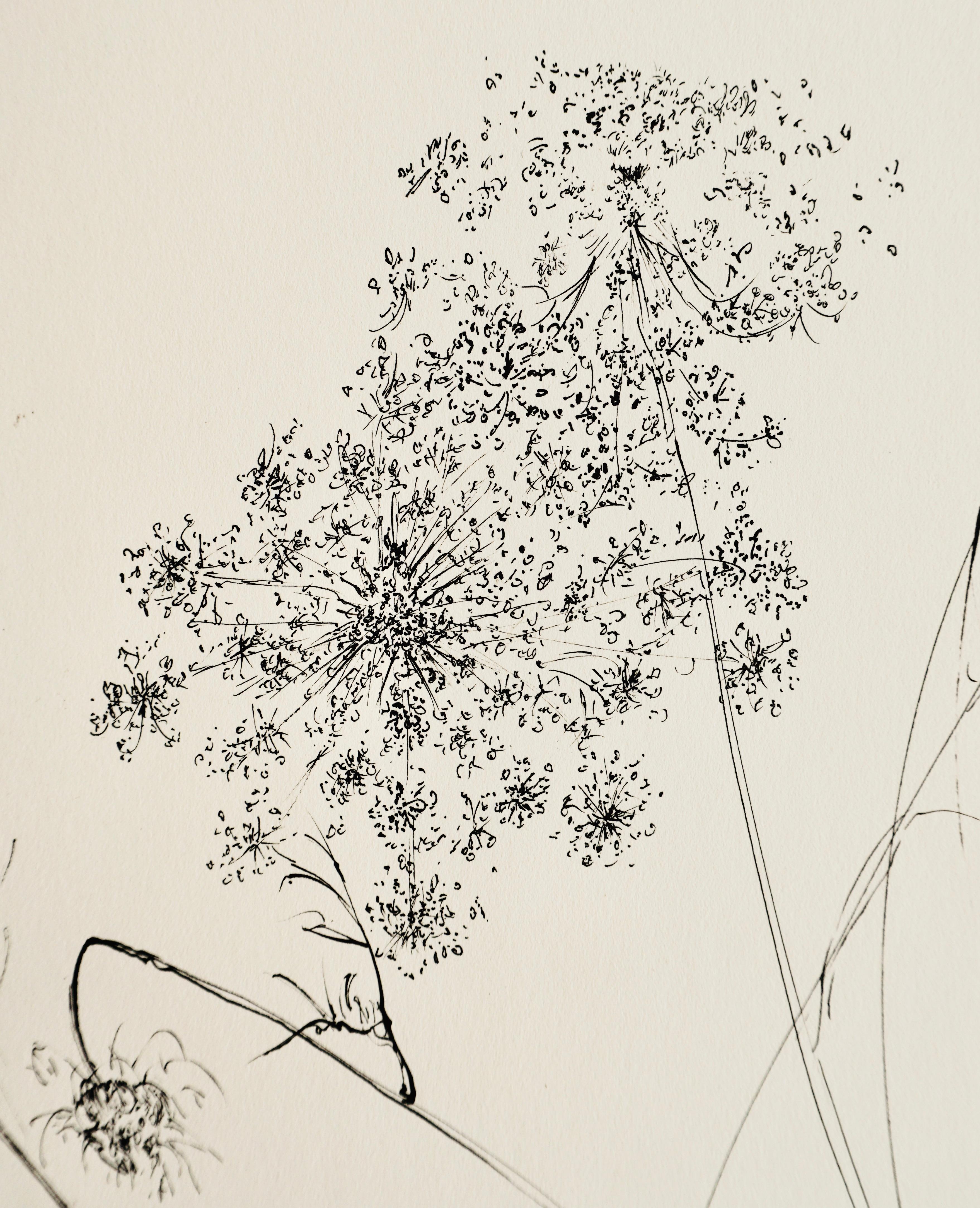how to draw queen anne's lace