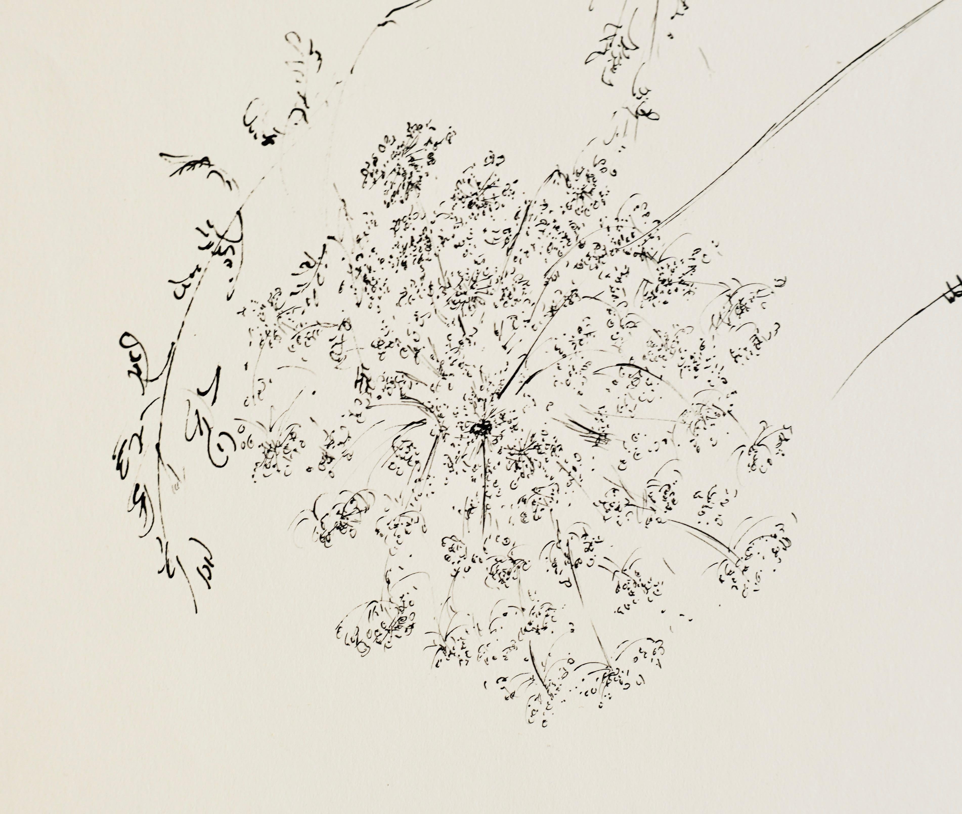 queen anne's lace sketch