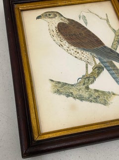 Martha Macy "Hawk" Original Watercolor C.1930s