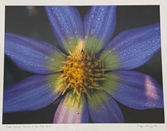 Rodger Helwig "Juul's Cosmos" Dahlia, Golden Gate Park Color Photograph C.2000