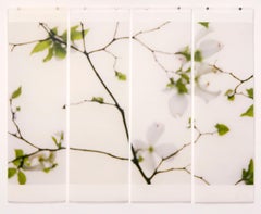Baldacchino Dogwood 2