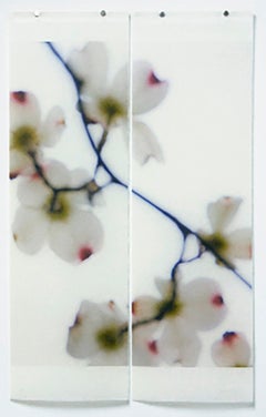Dogwood White (punte rosse)