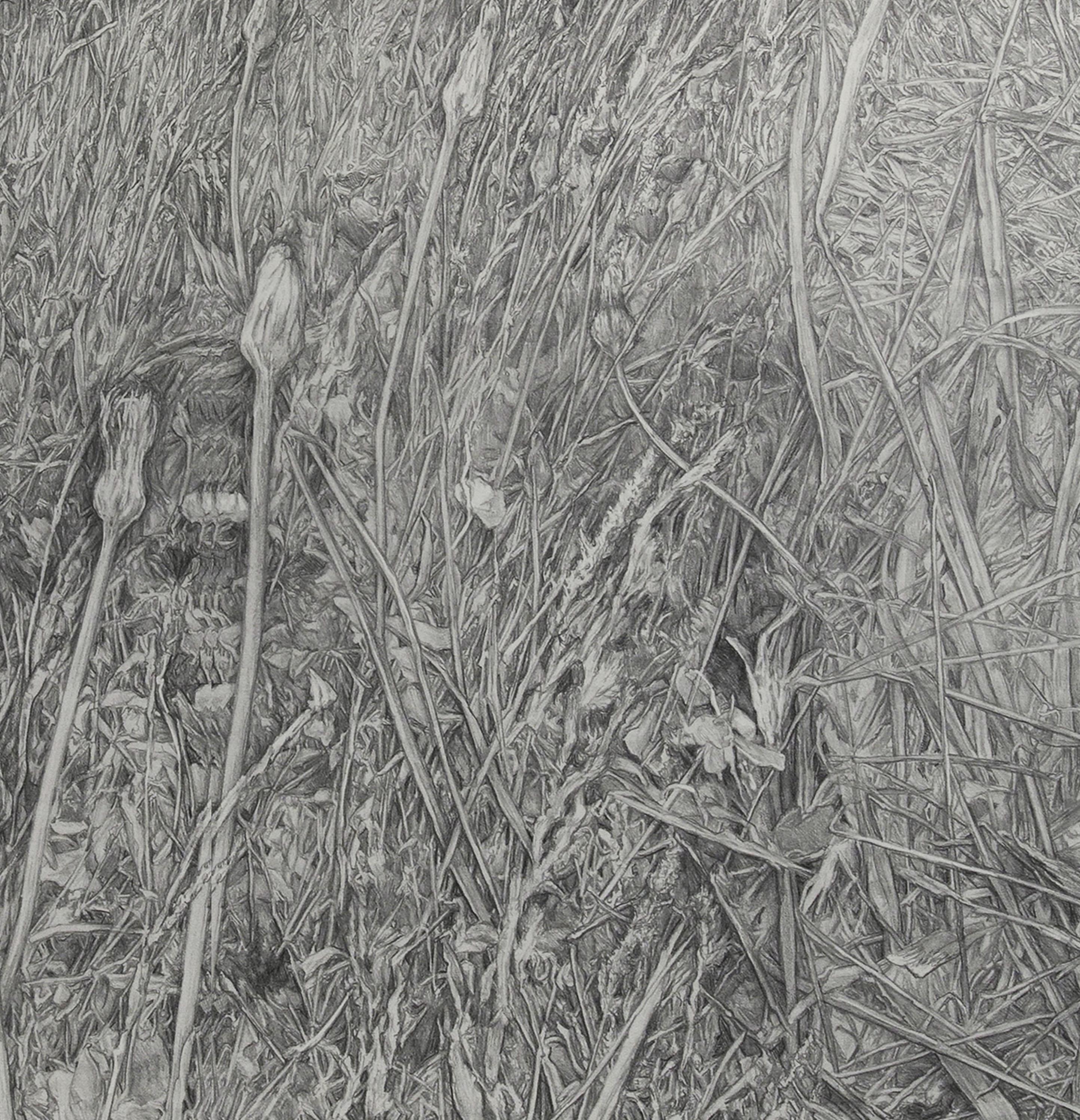 Konzeptionelle, realistische Zeichnung, geblümte Weizen, zarte, detaillierte, amerikanische weibliche Künstlerin (Realismus), Art, von Amanda Besl