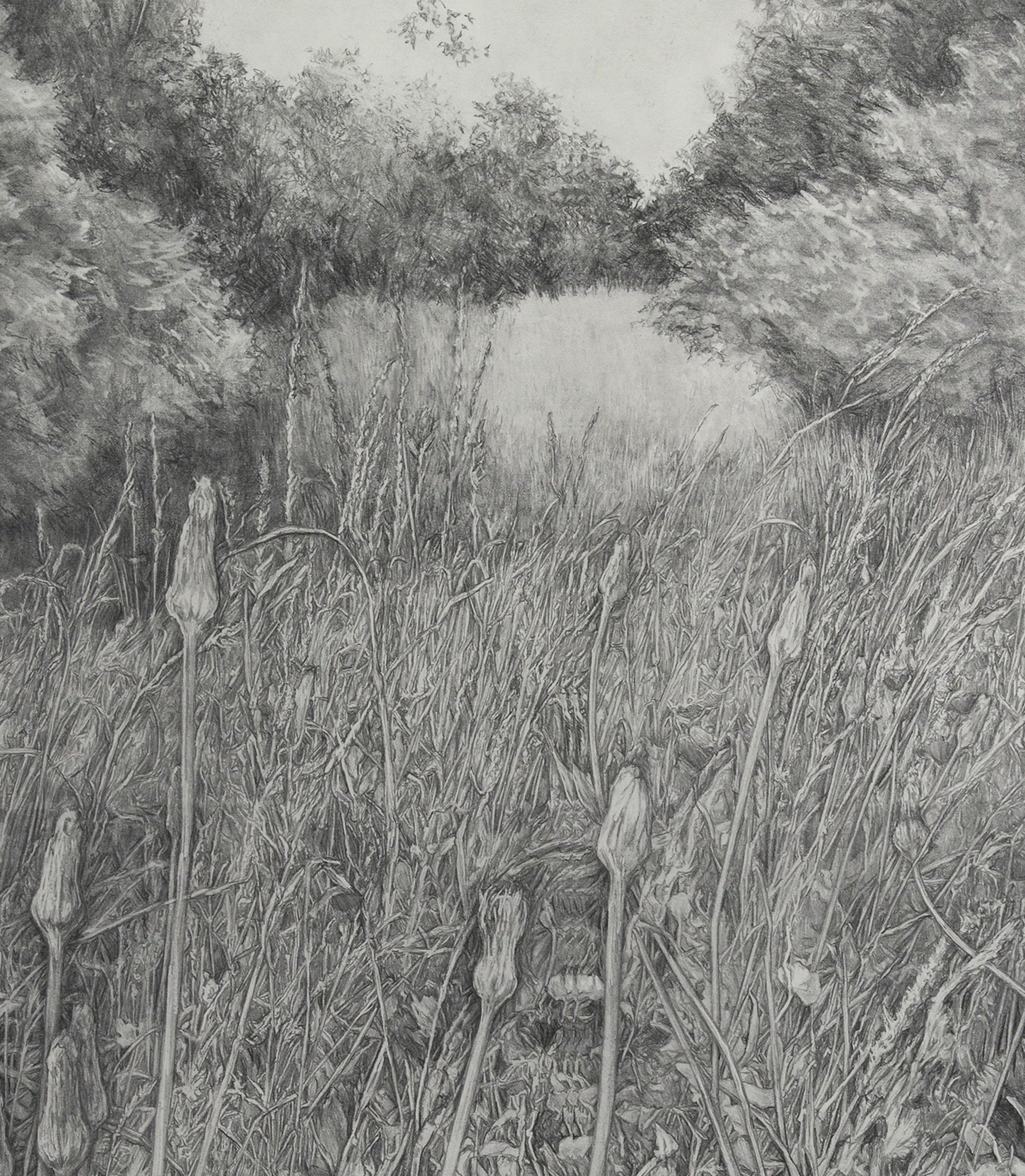 Konzeptionelle, realistische Zeichnung, geblümte Weizen, zarte, detaillierte, amerikanische weibliche Künstlerin – Art von Amanda Besl