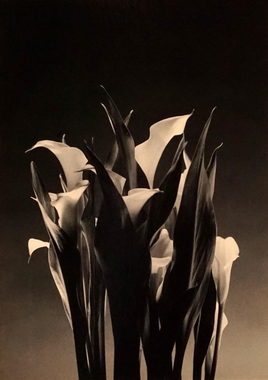 Ernesto Esquer Black and White Photograph - Calla Lillies