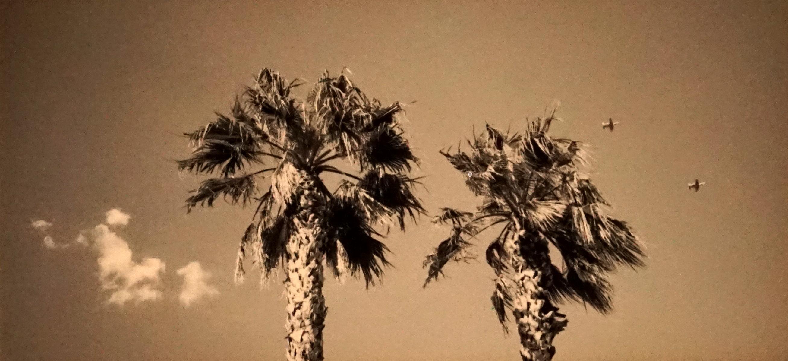 Ernesto Esquer Black and White Photograph - Two Palm Trees, Two Planes