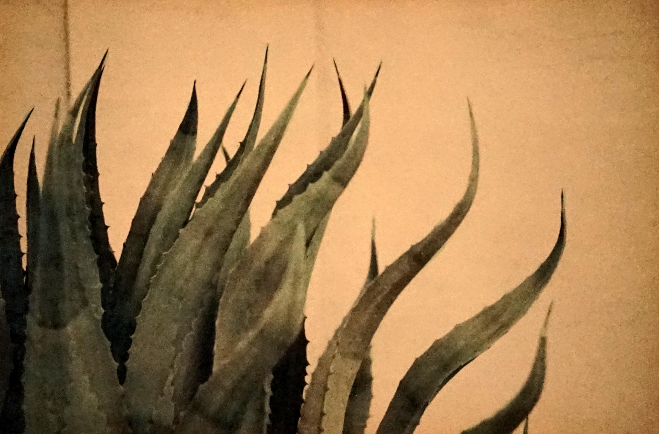 Ernesto Esquer - Agave en vente sur 1stDibs