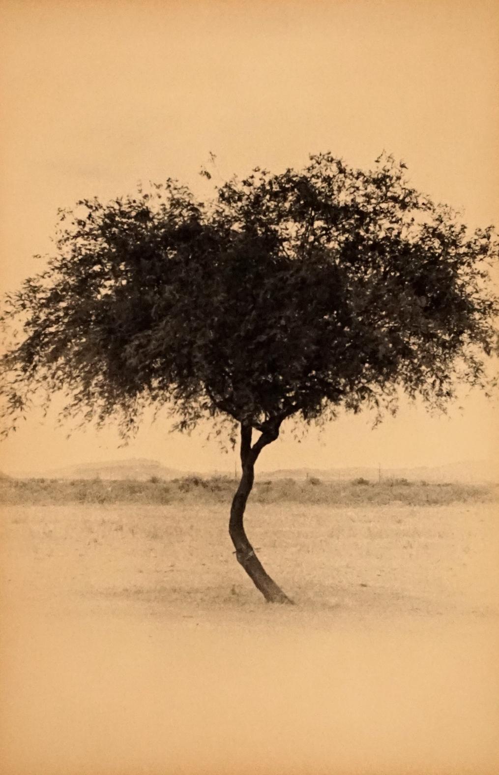 Ernesto Esquer Black and White Photograph - Tree