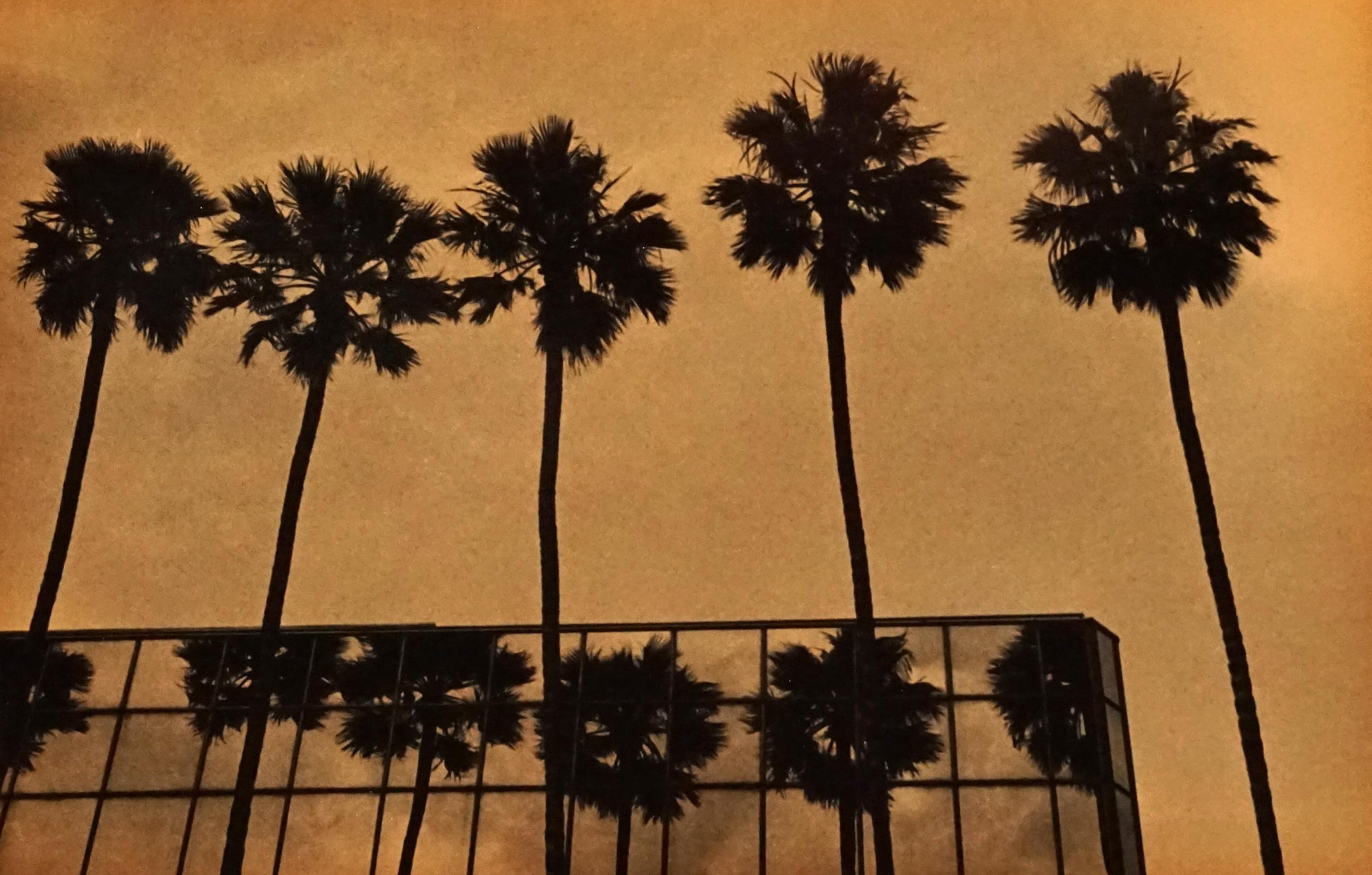 Ernesto Esquer Black and White Photograph - Five Palm Trees