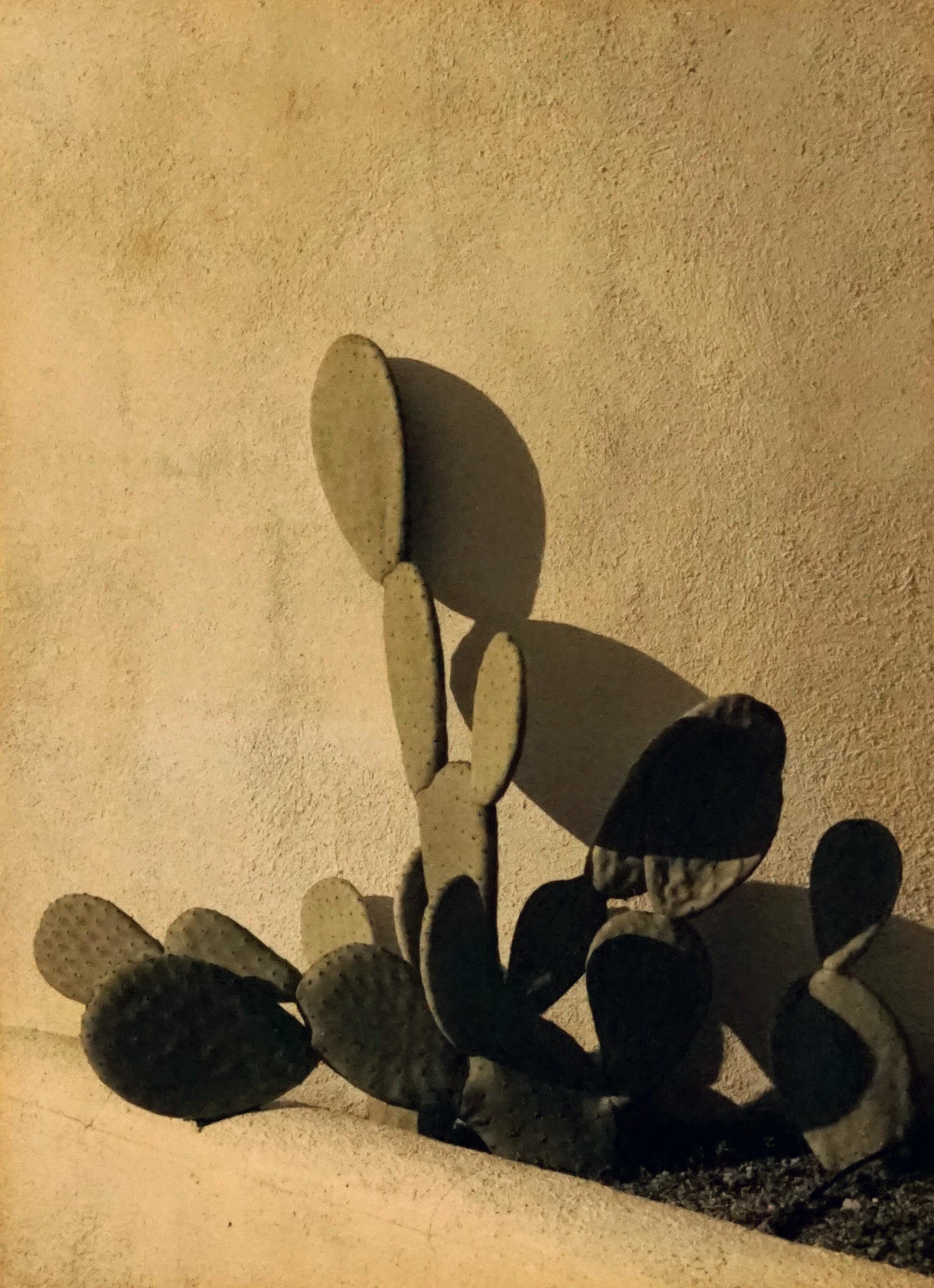 Ernesto Esquer Black and White Photograph - Prickly Pear
