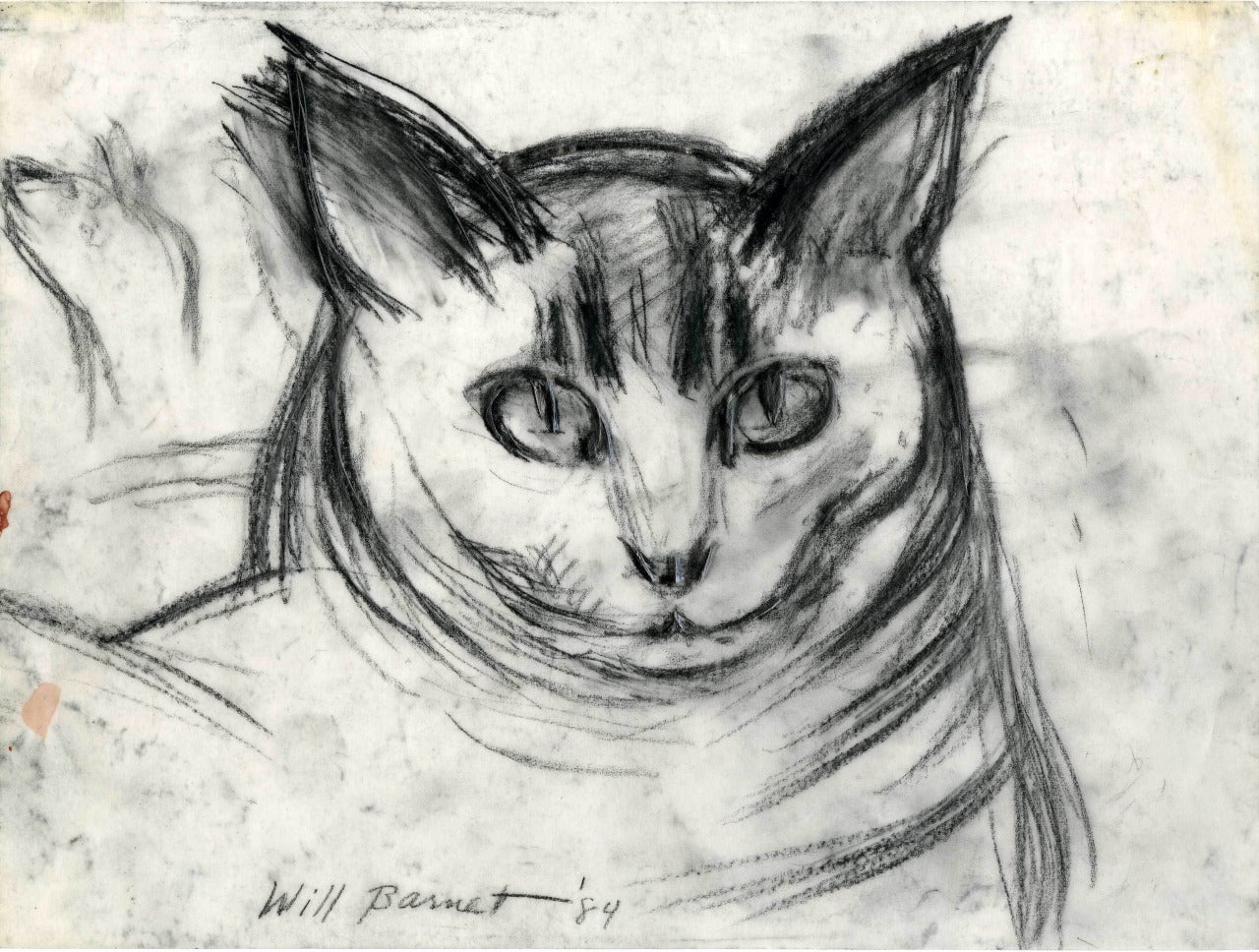 Will Barnet Animal Art - Minou-Study of Head