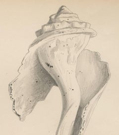 Senza titolo, Natura morta di conchiglia