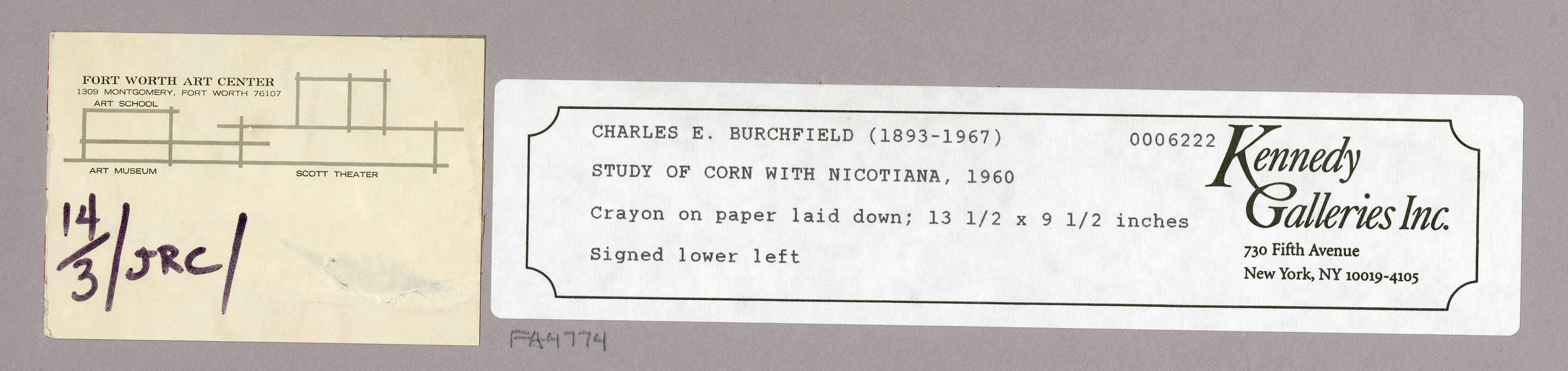 Study of Corn with Nicotaina 3