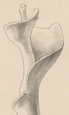 Untitled, Still Life of Shell