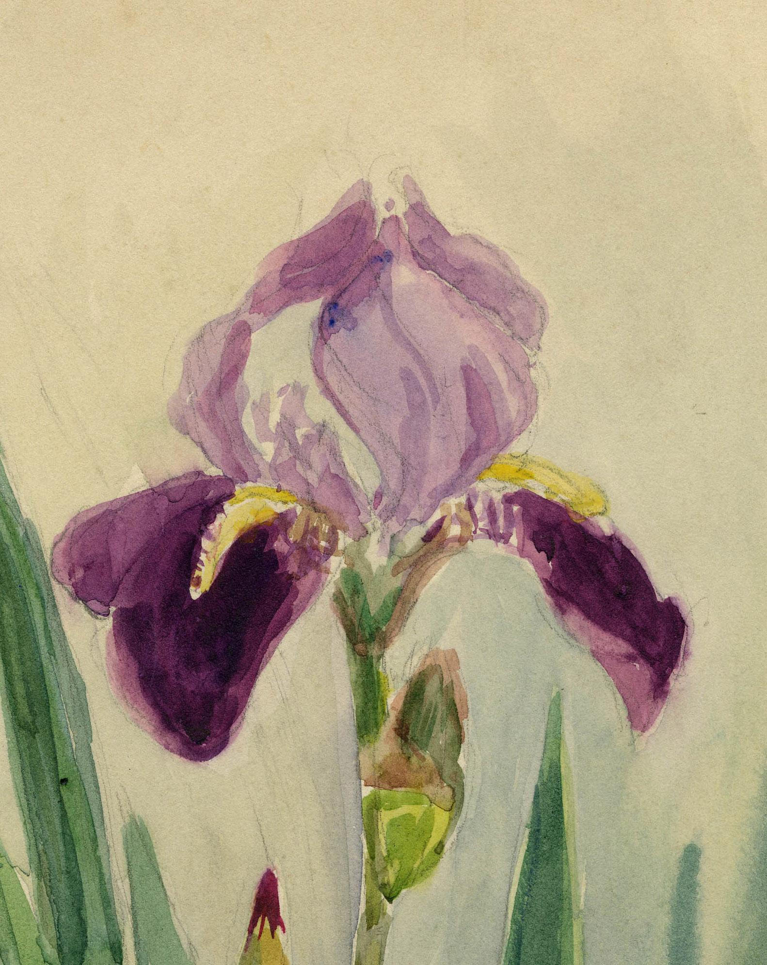Iris – Art von Greta Allen