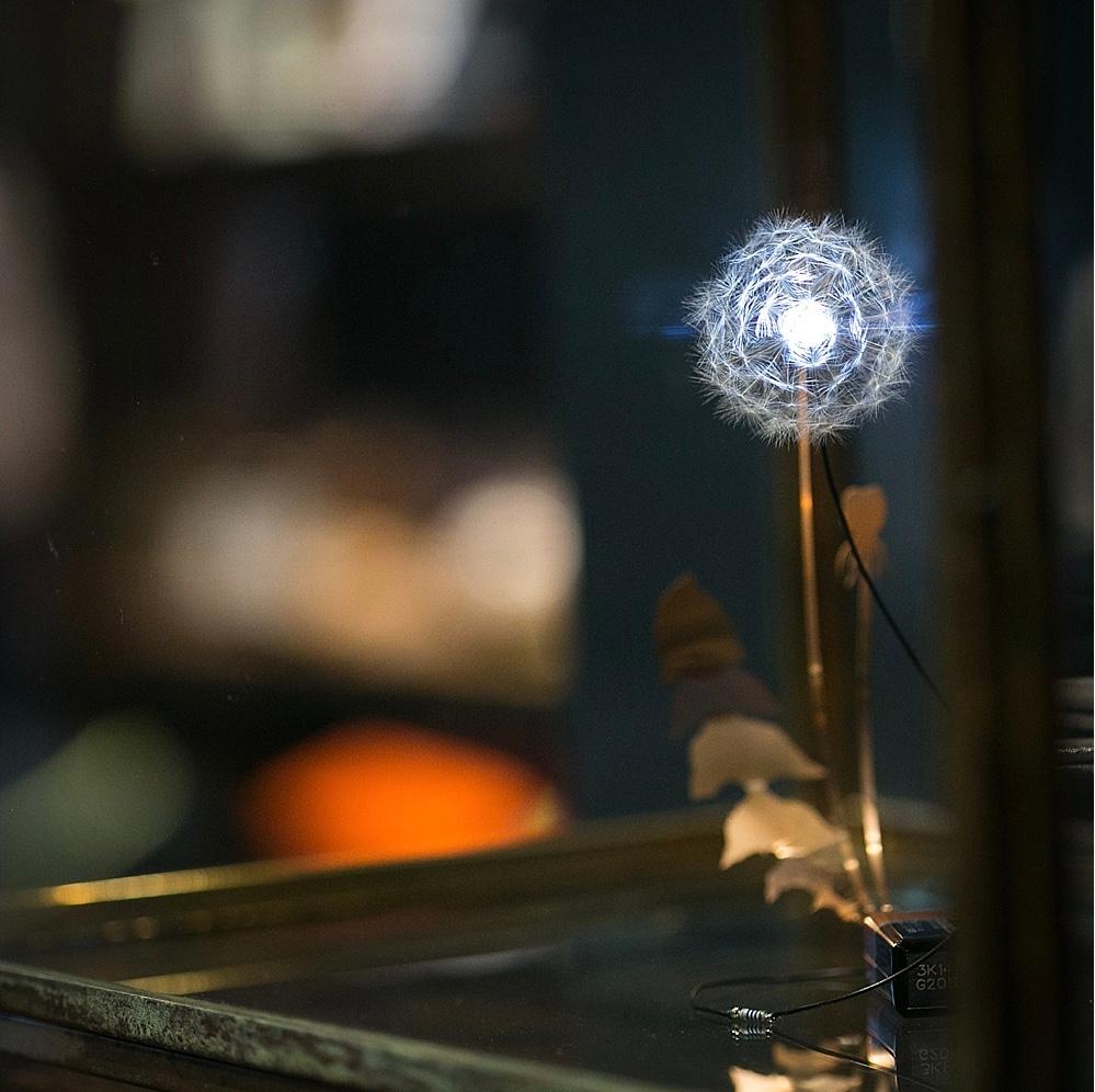 Studio DRIFT 
(b. 1978 und 1980:: Niederlande) 
Löwenzahnlicht 
Dandelion:: LED::phosphorbronze auf Betonsockel mit Glaskuppel 
10 x 5::6 Zoll Durchmesser 

Drift ist ein 2007 von den Künstlern Lonneke Gordijn und Ralph Nauta in Amsterdam
