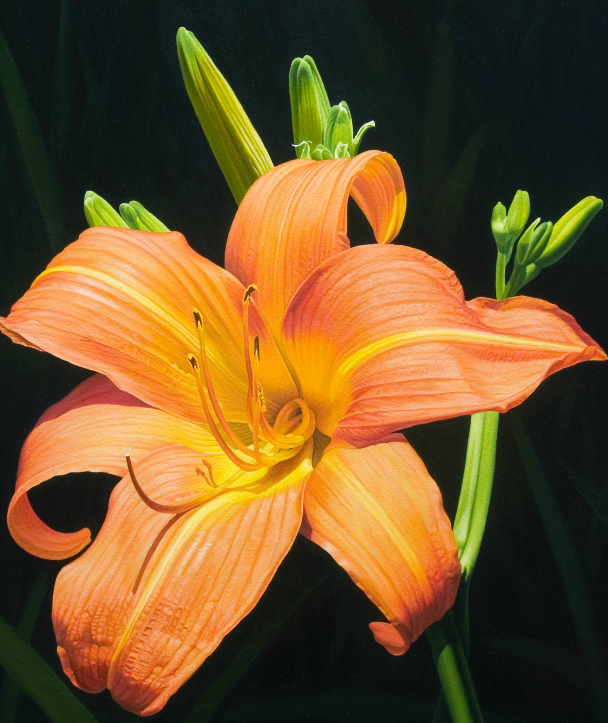 Monika's Lilies American Realist painter, floral painting, Representational - Painting by Gary Hernandez