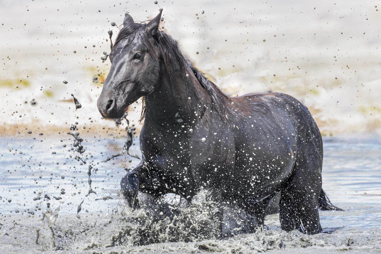 Guillermo Avila Paz Color Photograph - "Splash" Photograph, Guillermo Avila, Wild American Horse, Mustang in Water