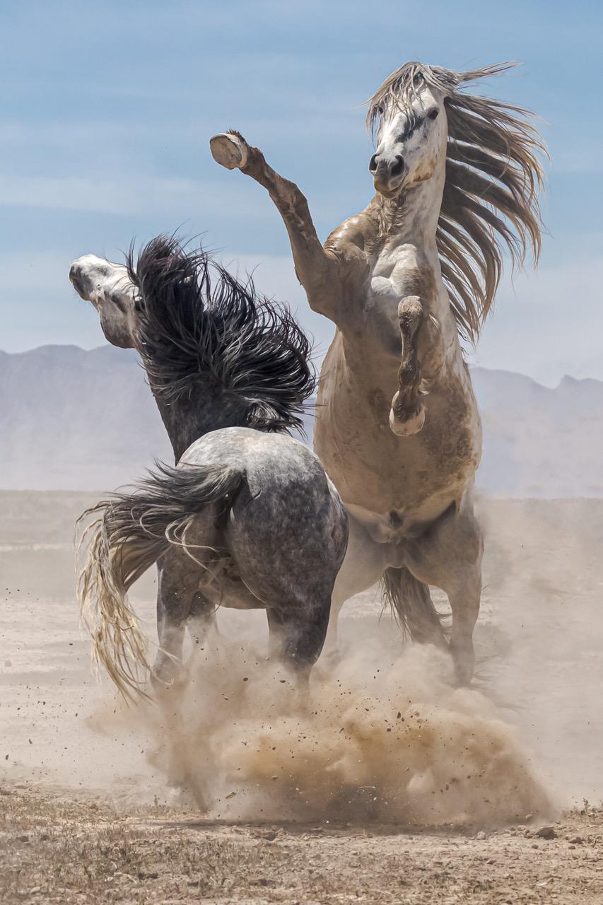 Guillermo Avila Paz Color Photograph - "Challenger" Photograph, Guillermo Avila, Wild American Horse, Mustangs Battling