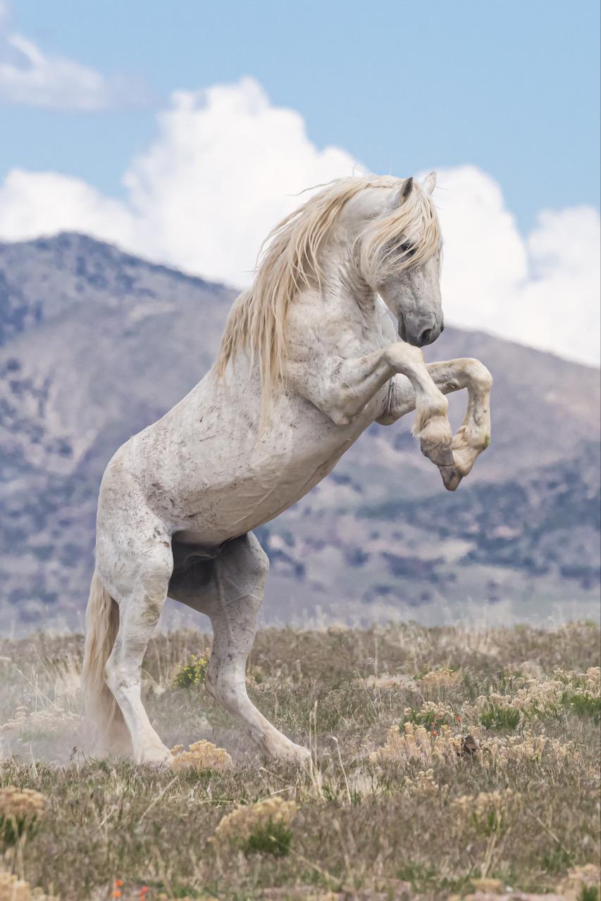 Guillermo Avila Paz Color Photograph - "Old Man" Photograph, Guillermo Avila, Wild American Horse, White Stallion