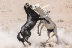 "Mustang Power" Photograph, Guillermo Avila, Wild American Horse, Stallions