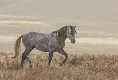 "Desert Rain" Photograph, Guillermo Avila, Wild American Horse Series