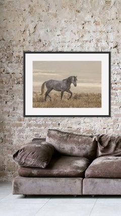 "Desert Rain" Photograph, Guillermo Avila, Wild American Horse Series