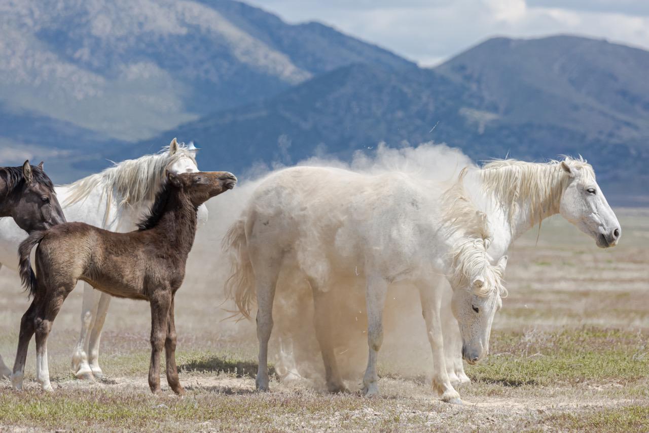 Guillermo Avila Paz Color Photograph - "Baby Powder" Photograph, Guillermo Avila, Wild American Horse Series