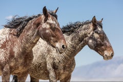 "Stillness" Photograph, Guillermo Avila, Wild American Horse, Mud Caked Mustangs