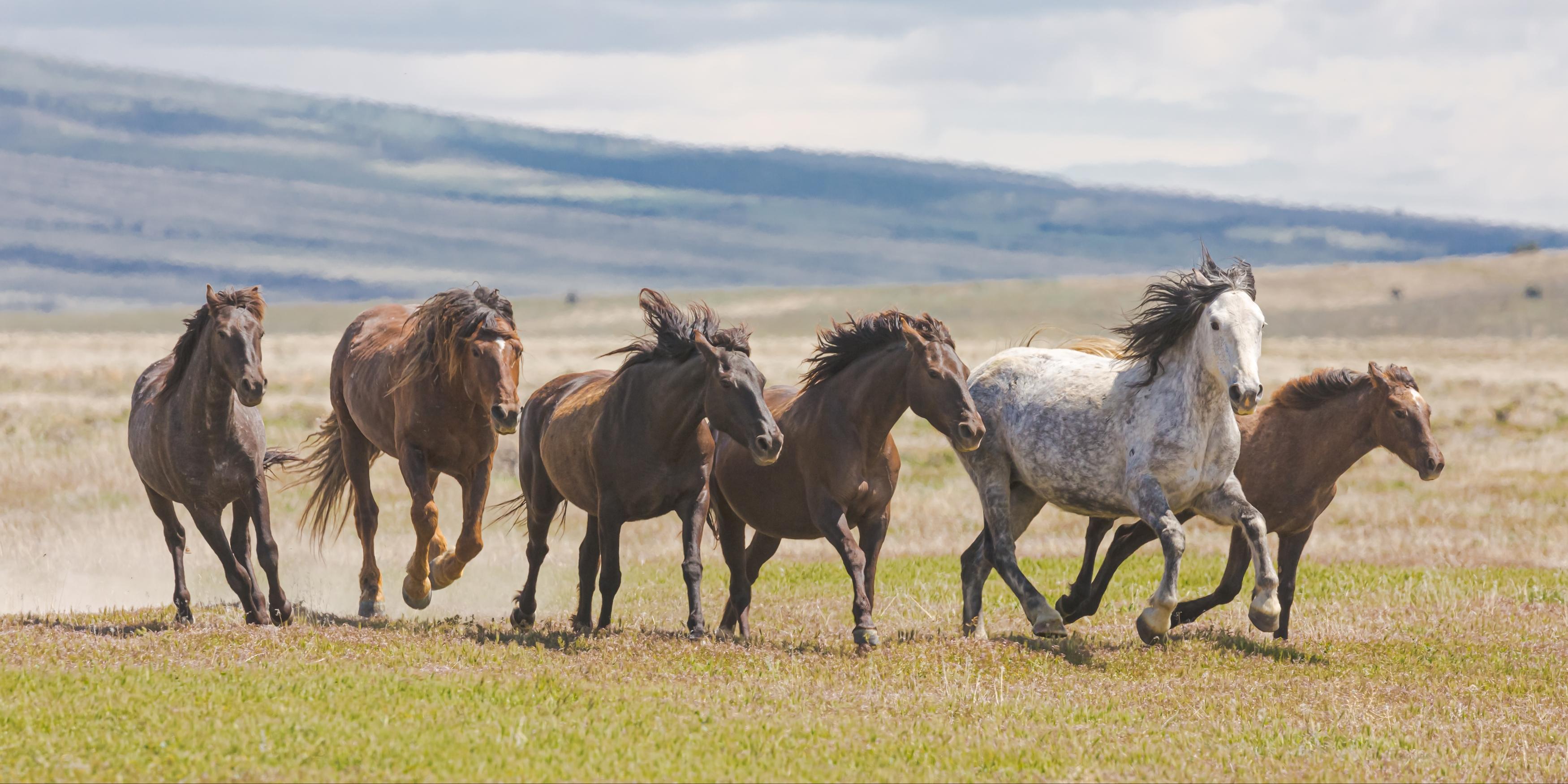 Guillermo Avila Paz Color Photograph - "Mustang Freedom" Photograph, Guillermo Avila, Western Wild American Horse 