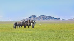"Desert Spring" Photograph, Guillermo Avila, Wild American Horse Herd, Utah