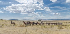 "Summer Lead" Photograph, Guillermo Avila, Wild American Horse Herd, Utah