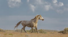 "Summer Glow" Photograph, Guillermo Avila, Western American Wild Horse 