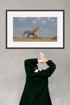 "Summer Glow" Photograph, Guillermo Avila, Western American Wild Horse