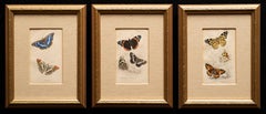 Antique 3 Hand-Colored Prints: Purple Emperor, Small Tortoise Shell, Red & White Admiral