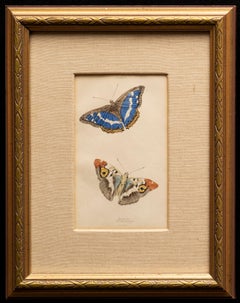 3 Hand-Colored Prints: Purple Emperor, Small Tortoise Shell, Red & White Admiral