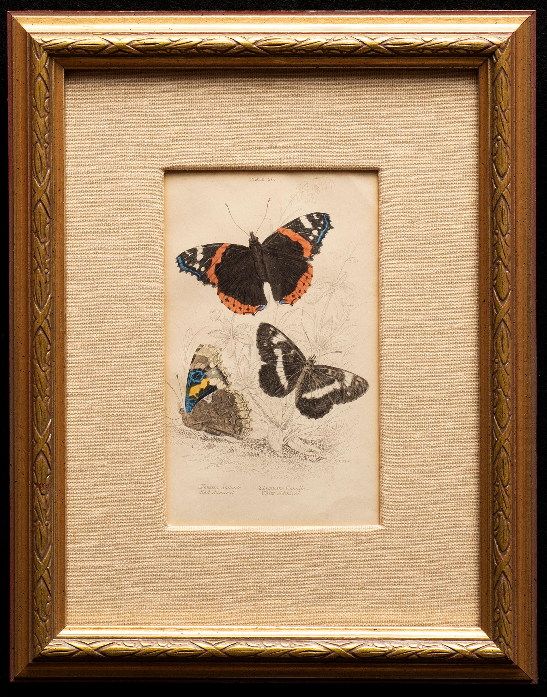 Set of 3 Hand-Colored Butterfly Prints
Purple Emperor, Small Tortoise Shell, Red & White Admiral 
William Home Lizars (Edinburgh, Scotland, 1788-1859)
Circa 1830's 
6 x 3 1/4 inches

A print-maker and engraver of exceptional prestige. 

His father