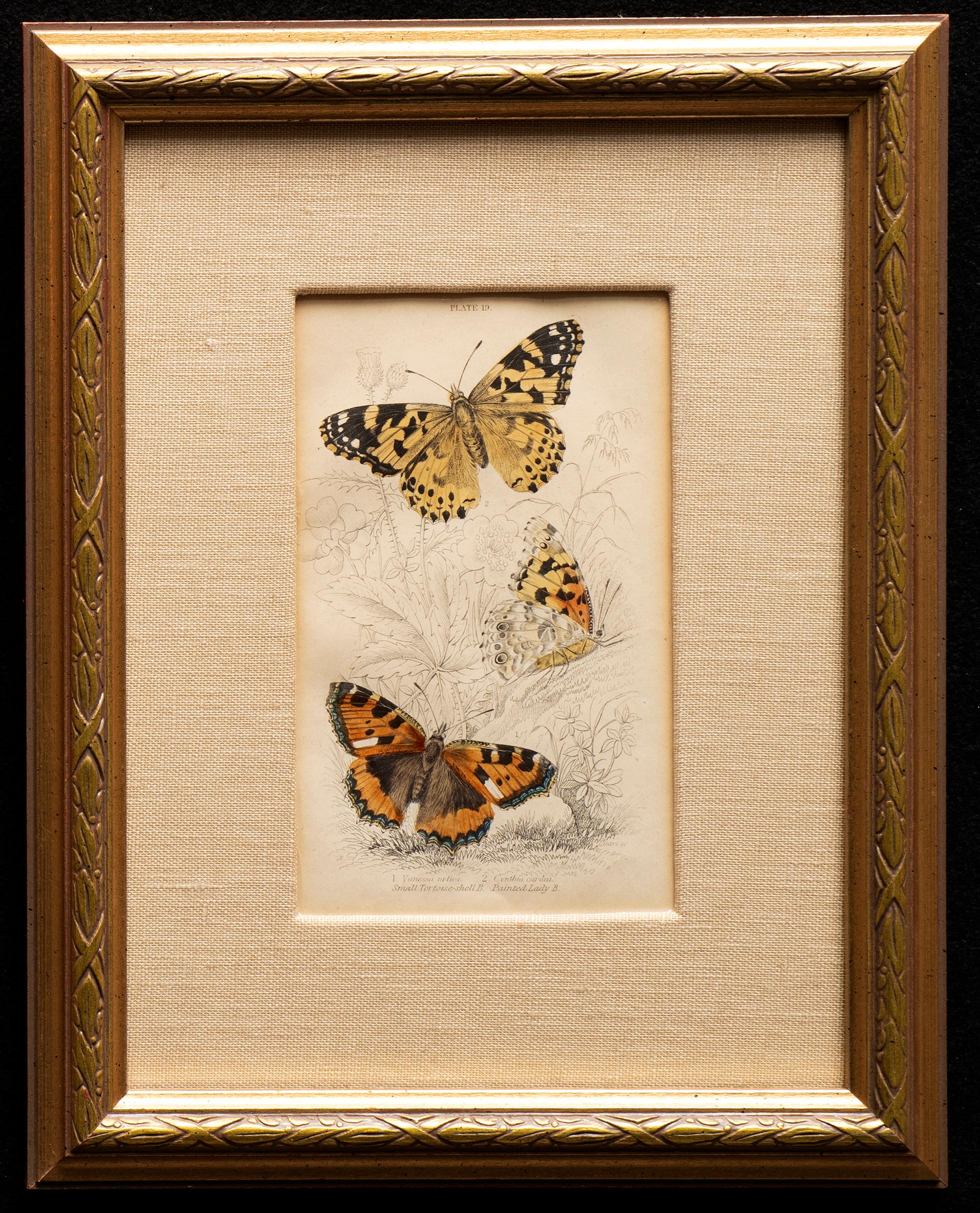 3 Hand-Colored Prints: Purple Emperor, Small Tortoise Shell, Red & White Admiral 2