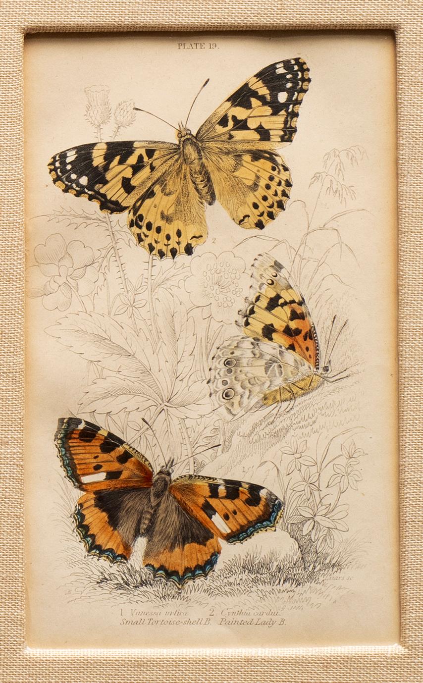 3 Hand-Colored Prints: Purple Emperor, Small Tortoise Shell, Red & White Admiral 3