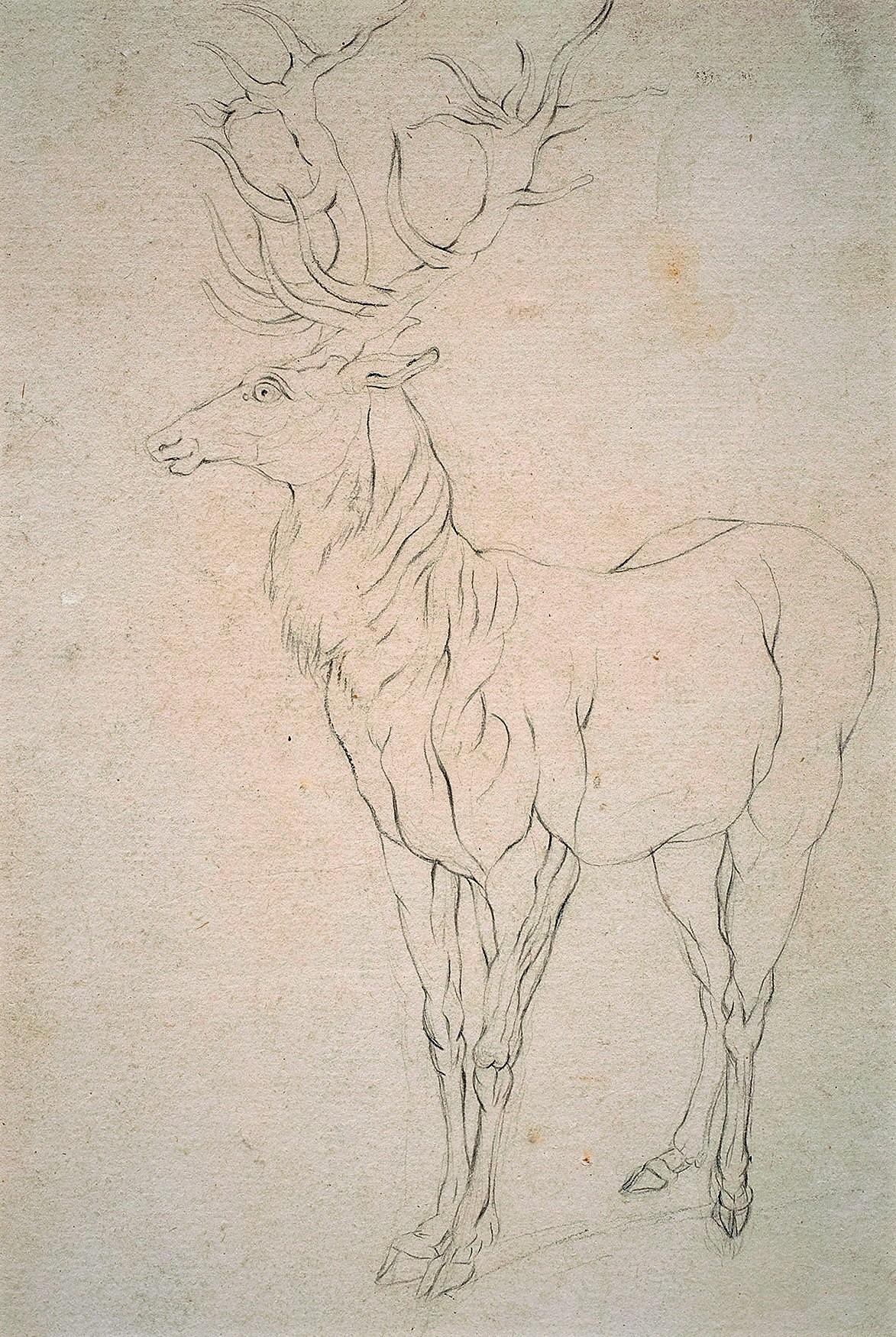 “Stag Looking Left”
Johann Elias Ridinger (German 1698-1767)
Black Chalk on paper
9 x 6 (16 ½ x 14 ½ frame) inches

Ridinger was the eighteenth-century German animalier par excellence. In over 1200 drawings he depicted many representatives of the