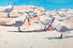 “Royal Terns”
