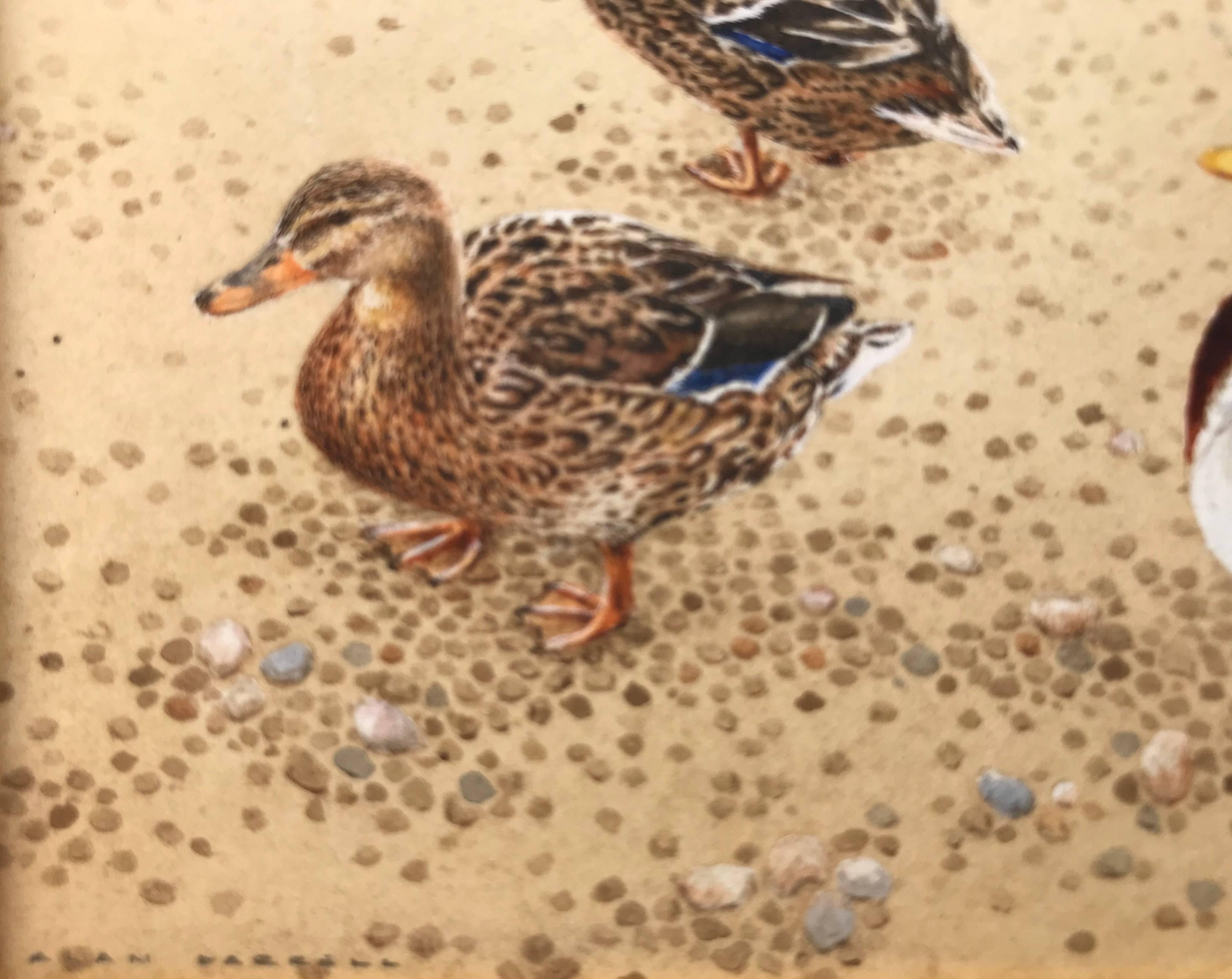 Miniature watercolor painting on arches paper of three mallards at Salthouse (Norfolk, UK) done by the very well known miniature artist, Alan Farrell. Exhibited at the Royal Miniature Society exhibition in 2000. Exhibition label verso. Signed lower