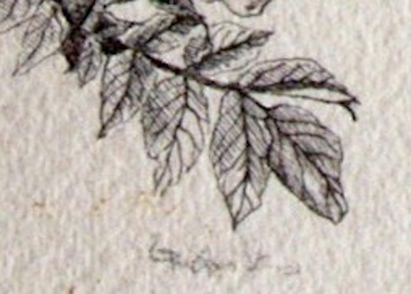 Signed in pencil. Blanche Grambs, whose career started with the WPA, later developed a career in illustration. Her botanical studies were widely admired. 