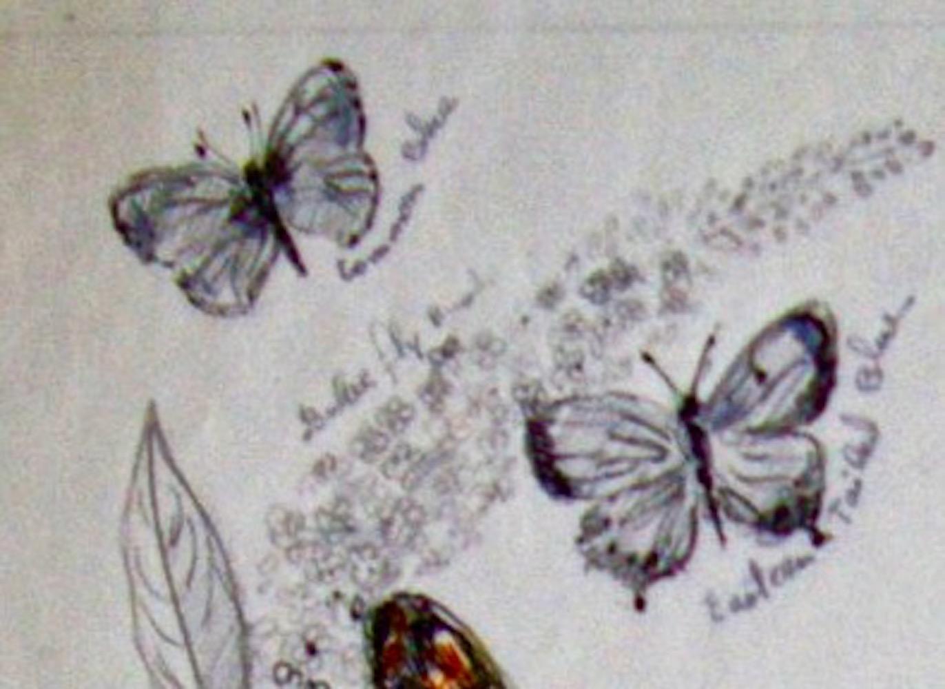 Signed in pencil. Blanche Grambs, whose career started with the WPA, later developed a career in illustration.  This drawing, watercolor and ink on tracing paper, has pencil annotations identifying the individual species.