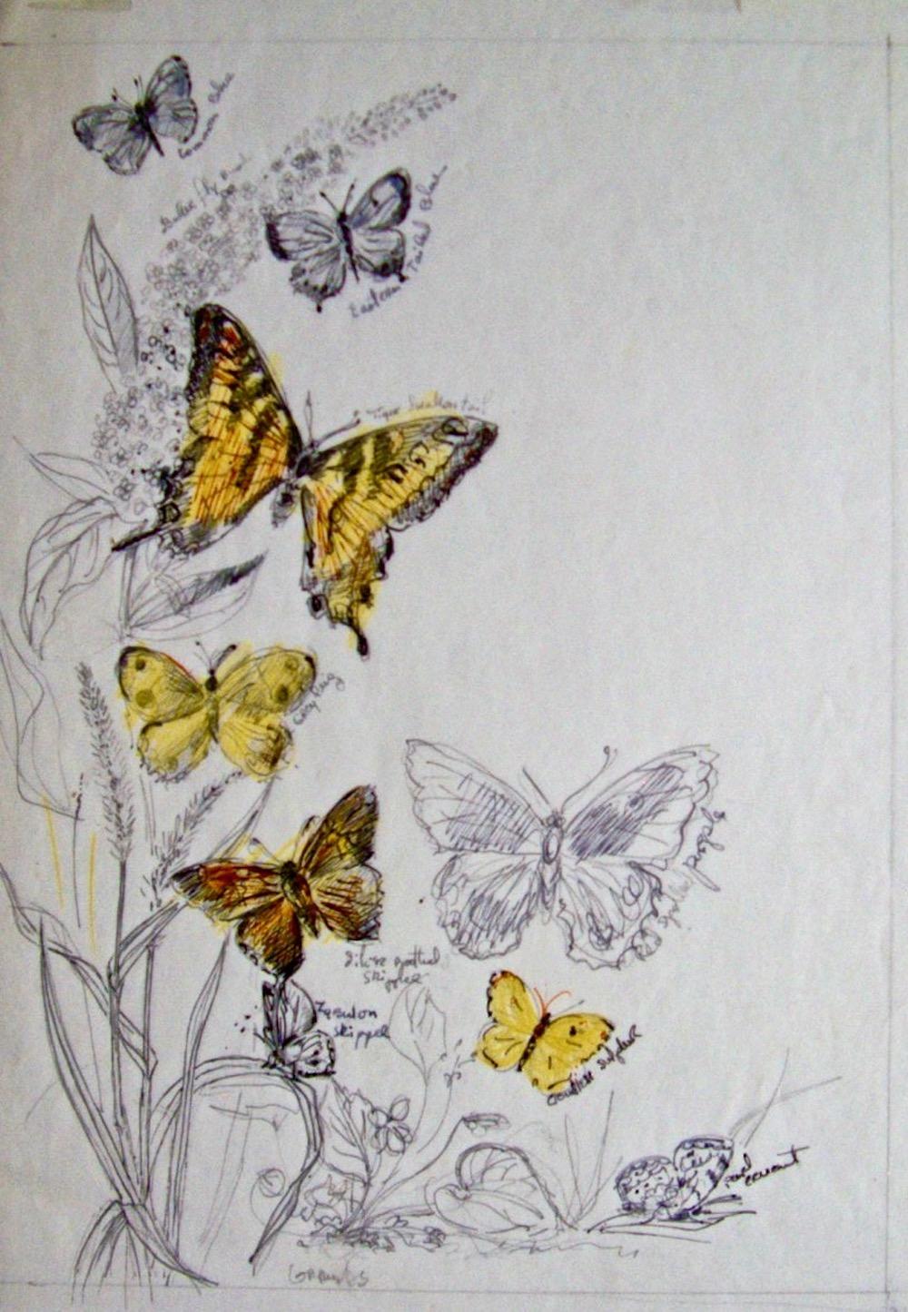 Blanche Grambs, Butterflies  For Sale 1
