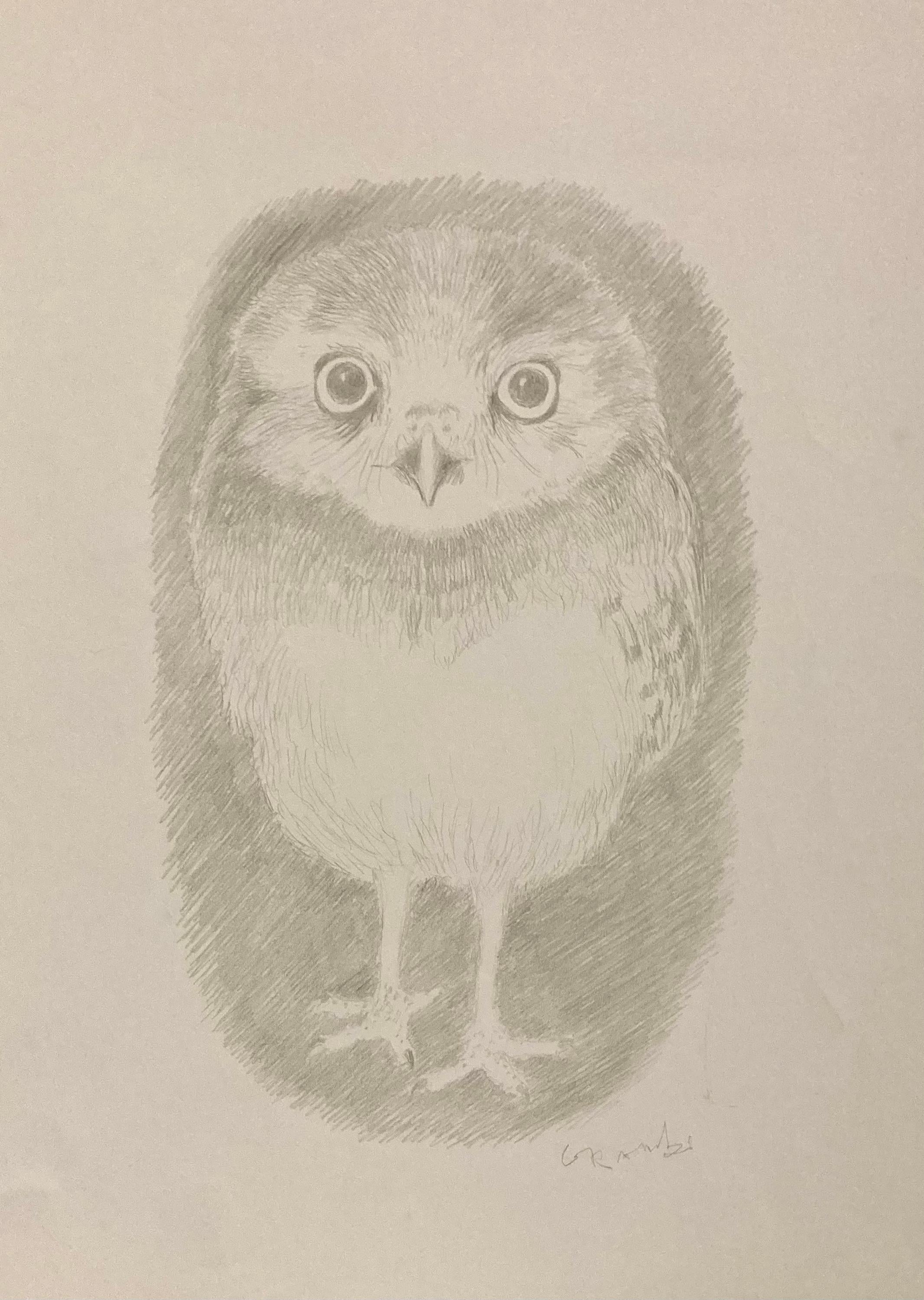 how to draw a baby owl